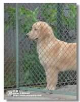 Helen of Alang Kennel