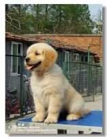 Heloise of Alang Kennel