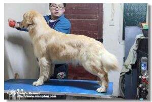 Honey of Alang Kennel