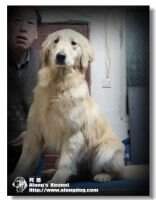 Hazel of Alang Kennel