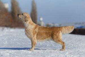 Ch.Rus, JunCh.Rus, Ch.NRC, JunCh.NRC Leymary Romantica