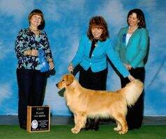 UKC GR CH Gazebo's Dreamy In Blue Jeans UKC GR CH Gazebo's Dreamy In Blue Jeans