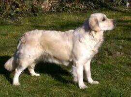 Hollywood-Harley of Mallard Alley