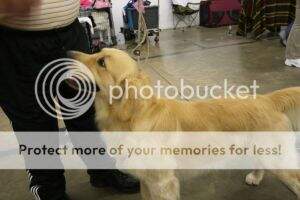 U-CH CH Golden Rose Buffalo Wide Retriever U-CH CH Golden Rose Buffalo Wide Retriever