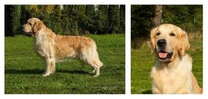 Ch.Pl. Lautus Pro Cane Bono Adsum Ch.Pl. Lautus Pro Cane Bono Adsum