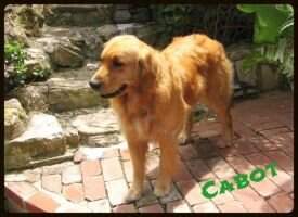 Kate's Open Arms Captain Cabot