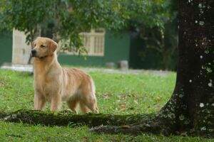 GOLDEN SUNSET'S BOY HARMONY