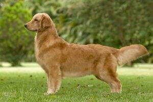 GOLDEN SUNSET'S SUGAR ADELE