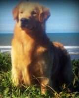 Golden Sunset's Apolo Irving