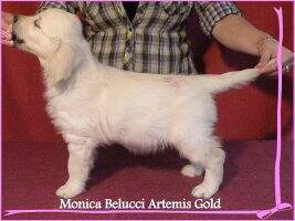 Monica Belucci Artemis Gold CAC National Winner