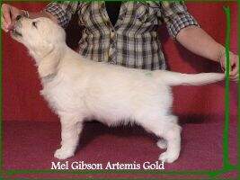 Mel Gibson Artemis Gold