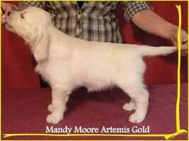 Mandy Moore Artemis Gold
