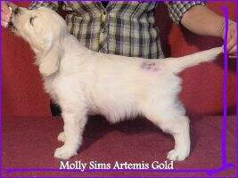 Molly Sims Artemis Gold