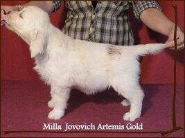 Milla Jovovich Artemis Gold