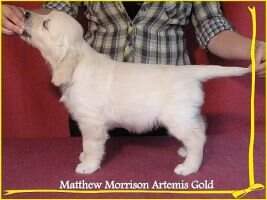 Matthew Morrison Artemis Gold