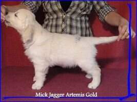 Mick Jagger Artemis Gold