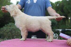Mx. Ch. Lou Lou de Ria Vela Mx. Ch. Lou Lou de Ria Vela