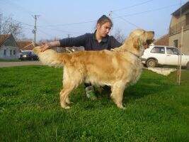 Ch.Srb Beethoven (Indi x Leontino Fekete Domino)