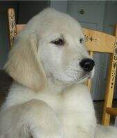 Sirius Brodie Snowhite