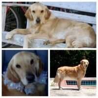 Chloe Andie THDS