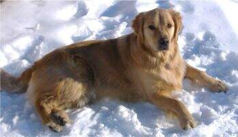 Sirius Casper Fant?me d'Amour