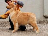 Zjindi of Ding Ding Pet Kennel Zjindi of Ding Ding Pet Kennel