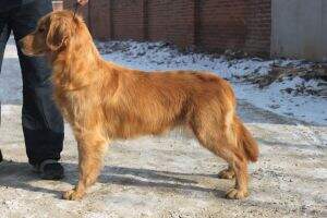 Farie of Ding Ding Pet Kennel Farie of Ding Ding Pet Kennel