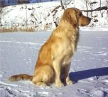 Sirius Chopin le Matcho