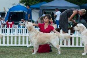 C.I.E and C.I.B ChBG ChRO BG MEERIK OF WOLF POINT 3 times Qualified for Crufts Clubwinner 2011 C.I.E and C.I.B ChBG ChRO BG MEERIK OF WOLF POINT 3 times Qualified for Crufts Clubwinner 2011