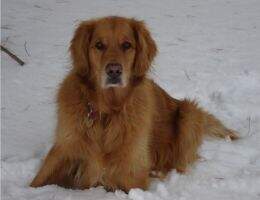 Sirius Dougald Angus