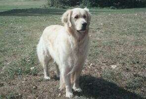 Sirius Sir Bailey