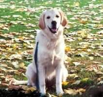 Sirius Daisy Mae Sirius Daisy Mae