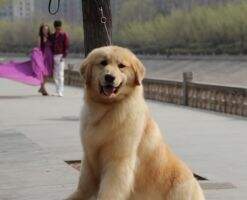 Erin of Xuan Cao Wu Kennel