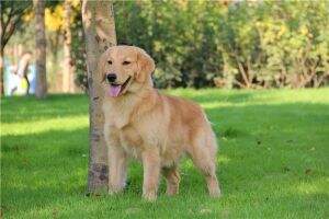 Emily of Xuan Cao Wu Kennel