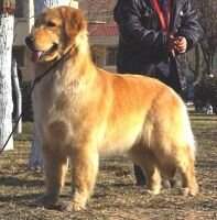 Akappa of Zheng Zhou Public Kennel