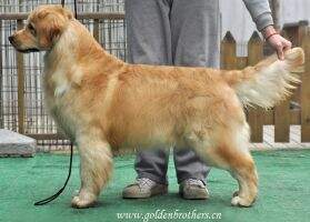 Golden Brothers Never Ever