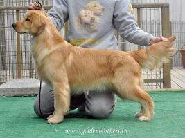 Golden Brothers Never Land