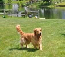 Tanbark's Gofurr The Gusto PCDX BN GN GO