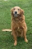 Gold Eagle's Spice of Life ''Ginger''