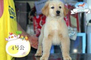 xinyu kaka kennel