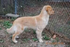 Westgold's Bold N Beautiful
