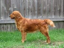 Jewel's Golden Maisy Day Grace
