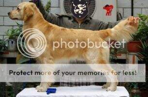 Alan of Jin Man Yuan Kennel