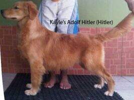 kayle's Adolf Hitler
