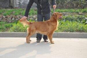 Edox of Huang Jin Xiong Di Kennel