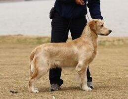 Agram Dicke of Tian Hai Kennel