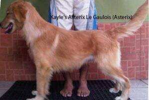 Kayle's Asterix Le Gaulois