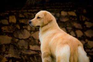 Marccella Dante Golden Friend Forever Marccella Dante Golden Friend Forever