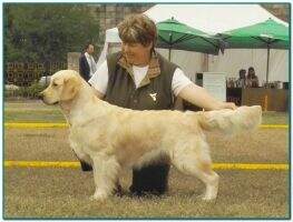 Club Puppy World Club Gwendolyn Glory Du Bois De La Rayere