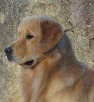 Ducat Brytlea Dogwood Nicholas Nickelby